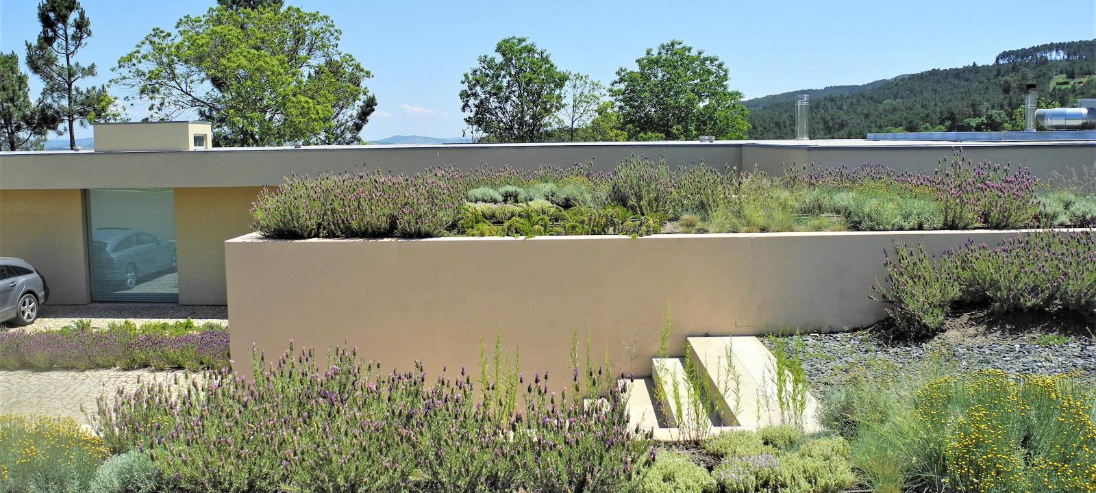 Lavender and herbs on a roof